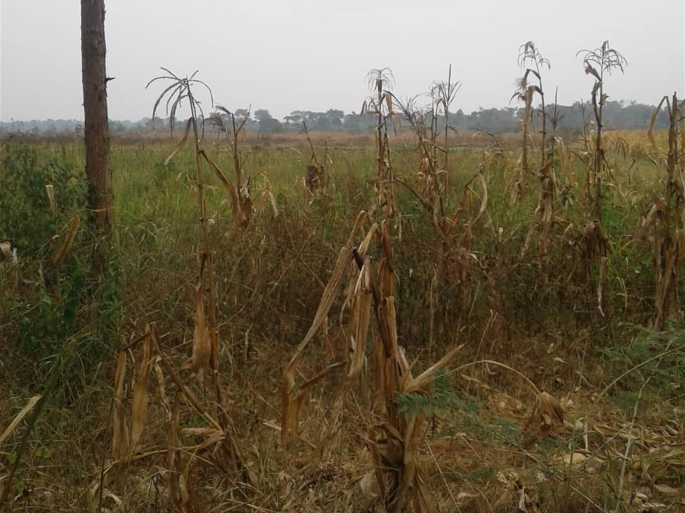 Agricultural Land for sale in Kito Nakaseke