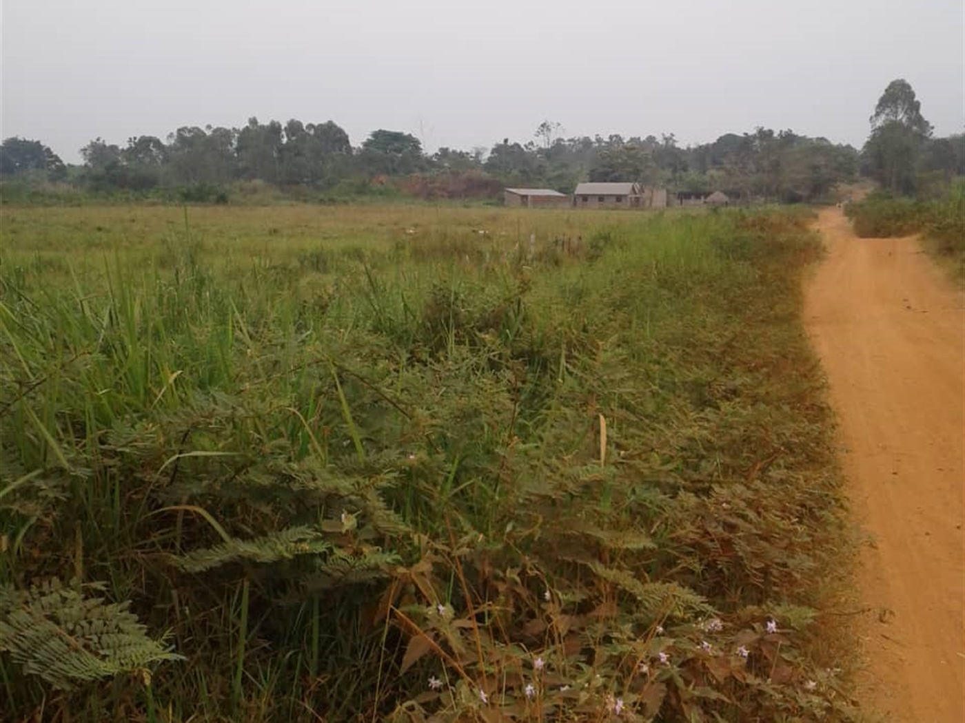 Agricultural Land for sale in Kito Nakaseke