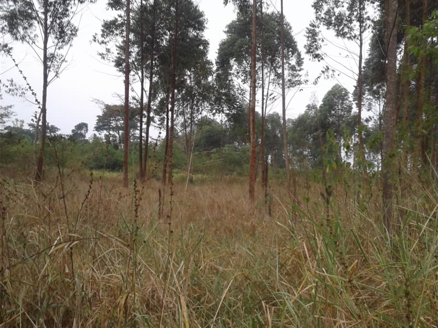 Agricultural Land for sale in Kito Nakaseke