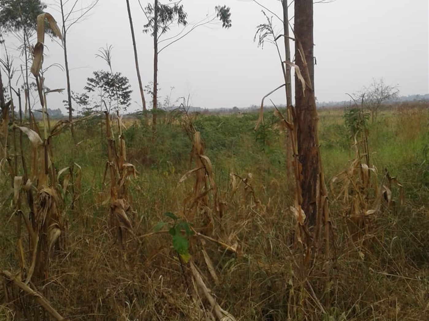 Agricultural Land for sale in Kito Nakaseke