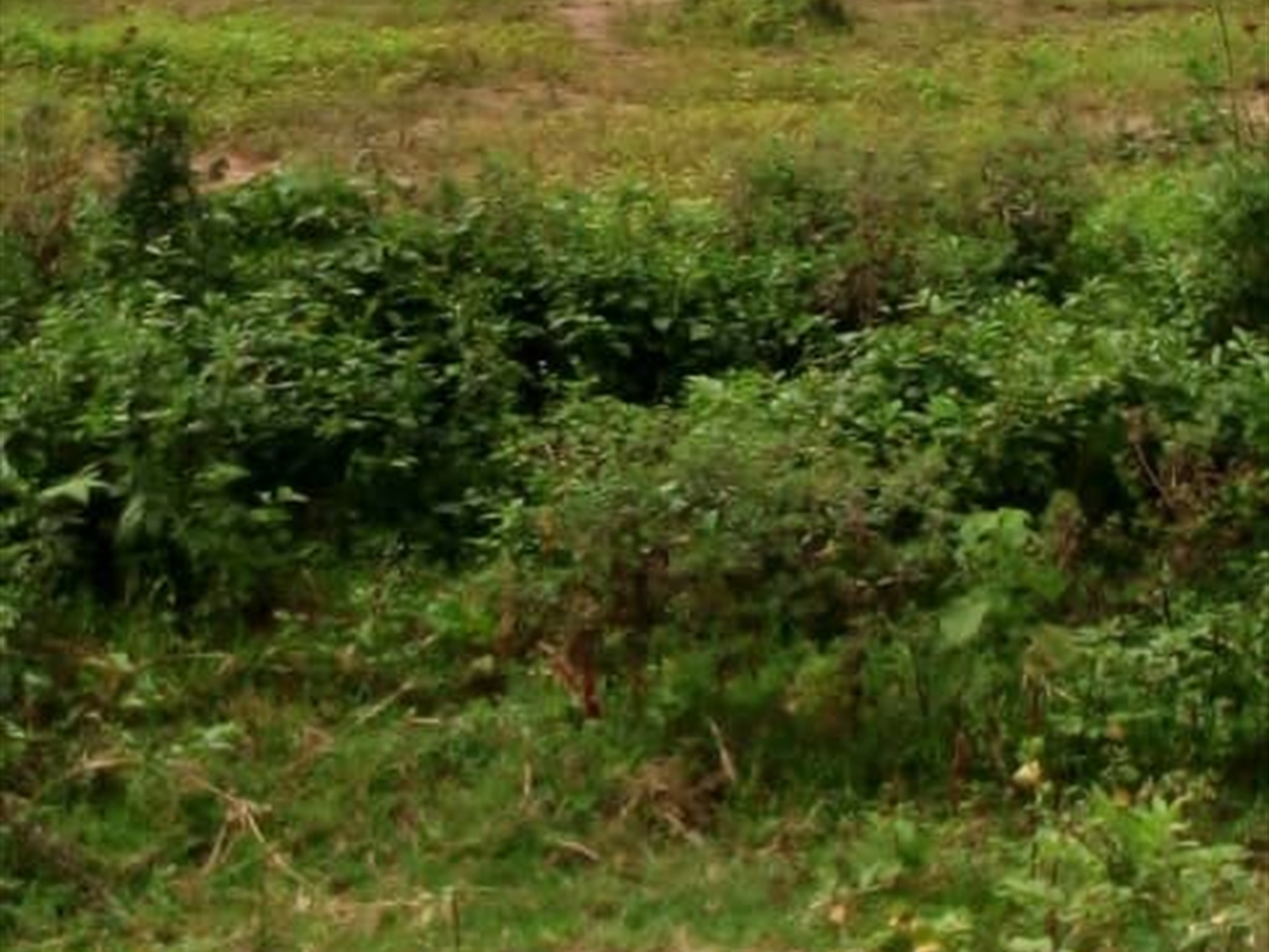 Multipurpose Land for sale in Bukasa Wakiso