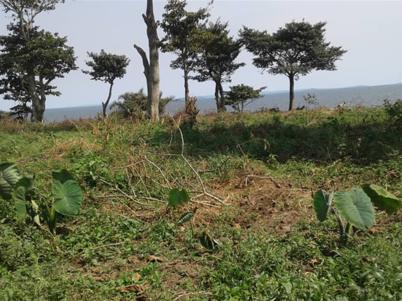 Multipurpose Land for sale in Entebbe Wakiso