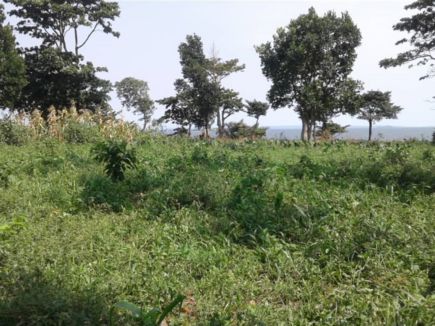 Multipurpose Land for sale in Entebbe Wakiso