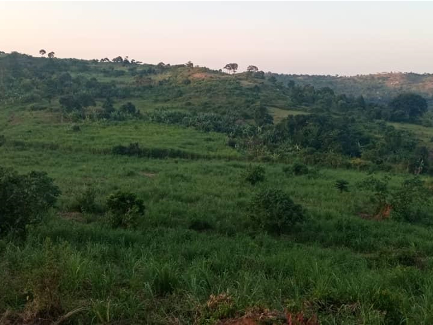 Multipurpose Land for sale in Nyenga Mukono