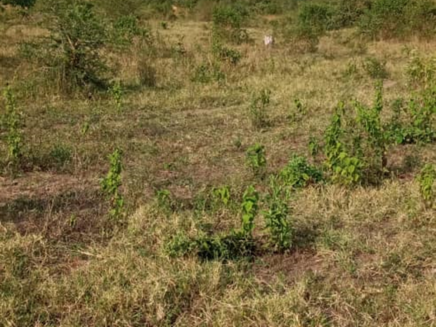 Multipurpose Land for sale in Kakinzi Luweero