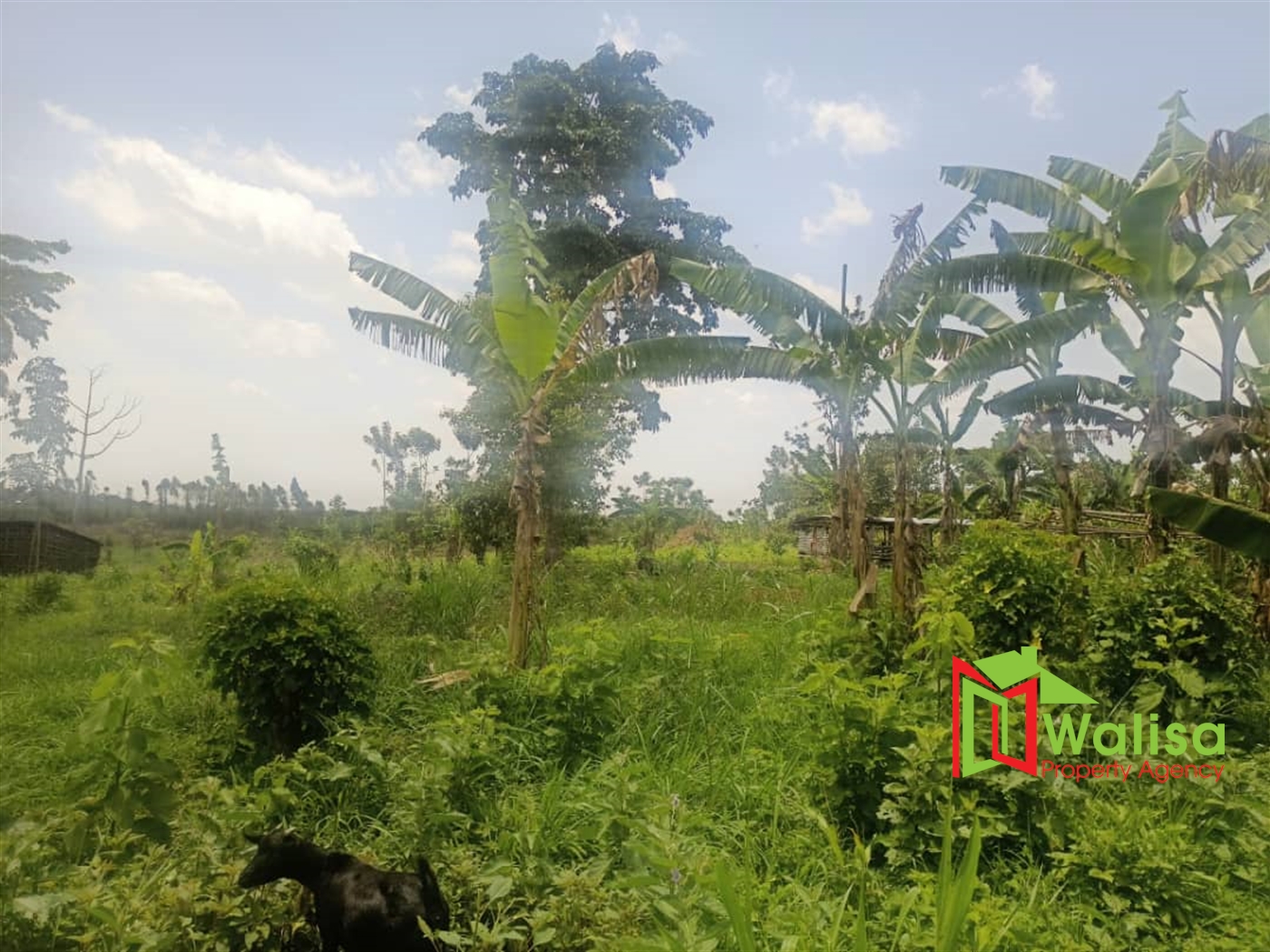 Agricultural Land for sale in Kapeeka Nakaseke