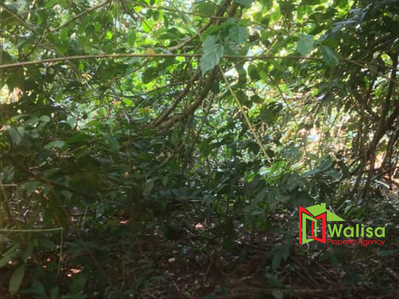 Multipurpose Land for sale in Bugala Kalangala