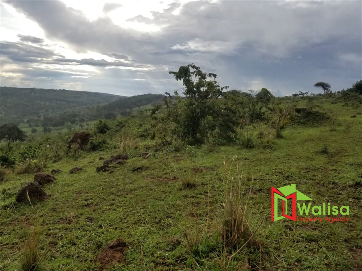 Agricultural Land for sale in Mikigezi Mubende