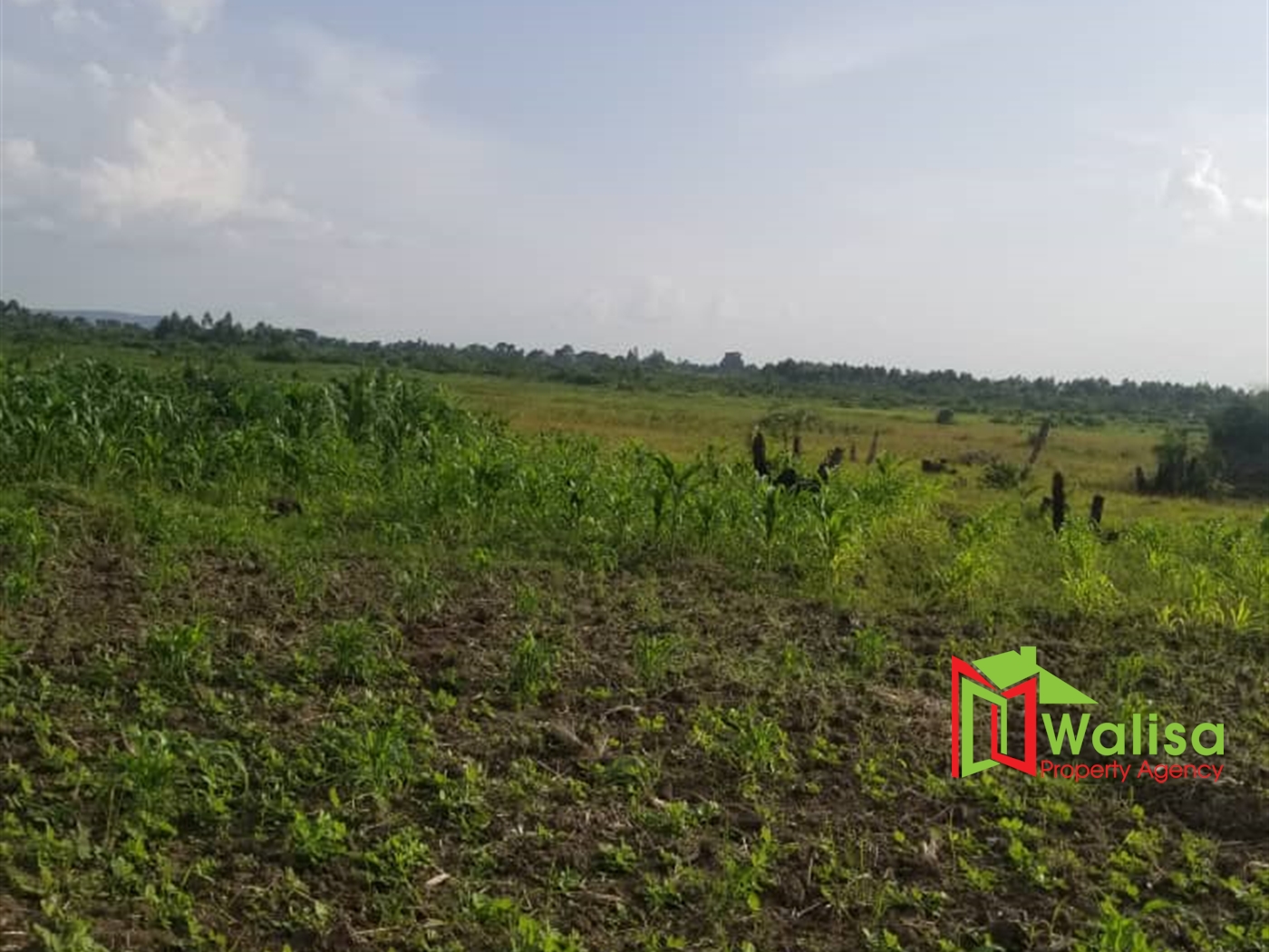 Agricultural Land for sale in Bujjabe Nakaseke