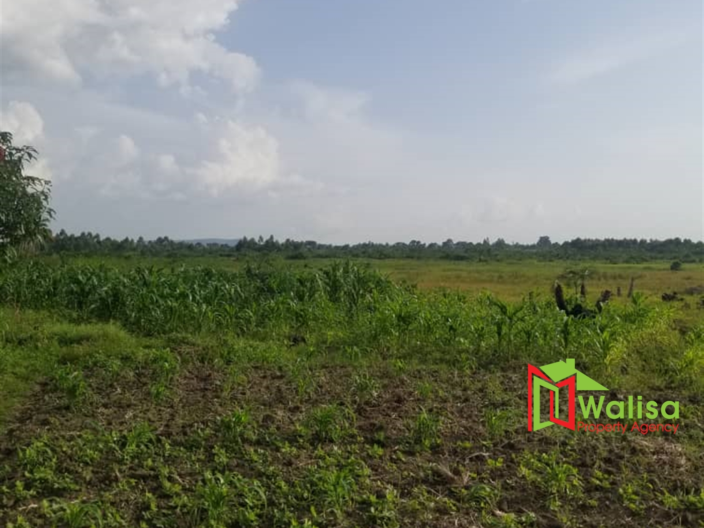 Agricultural Land for sale in Bujjabe Nakaseke