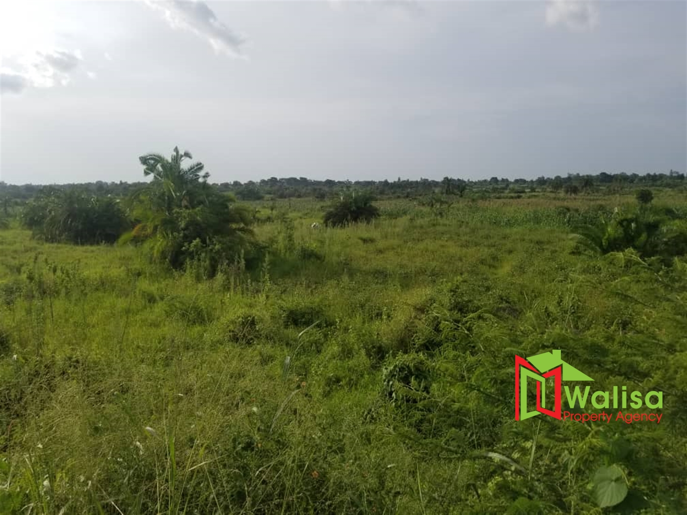 Agricultural Land for sale in Bujjabe Nakaseke