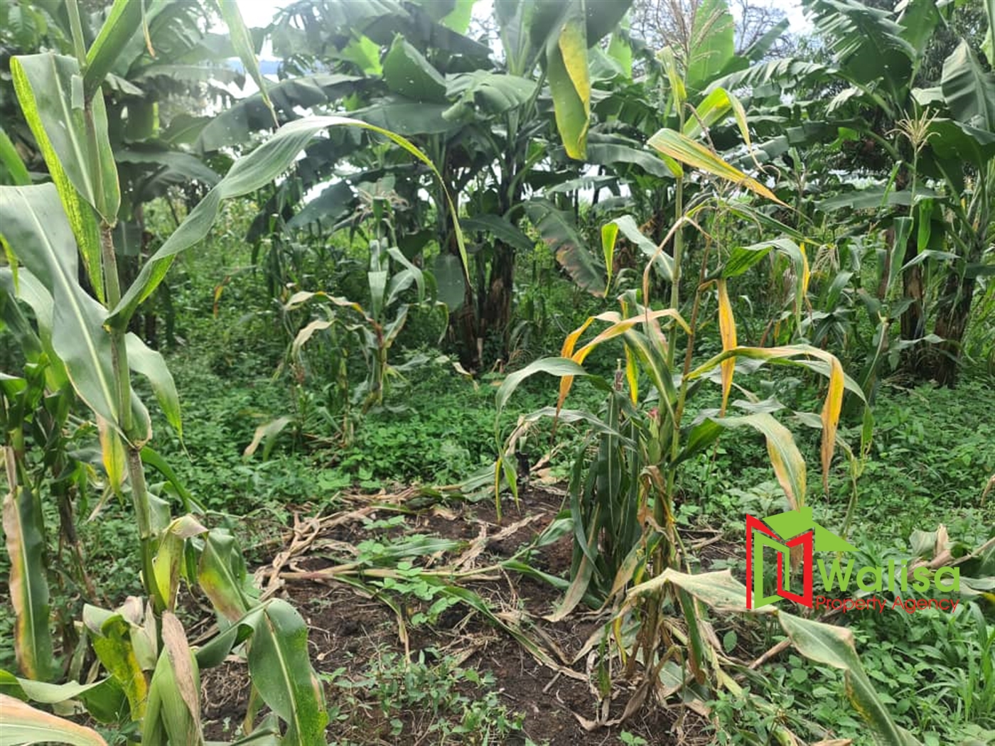 Agricultural Land for sale in Naijja Buyikwe