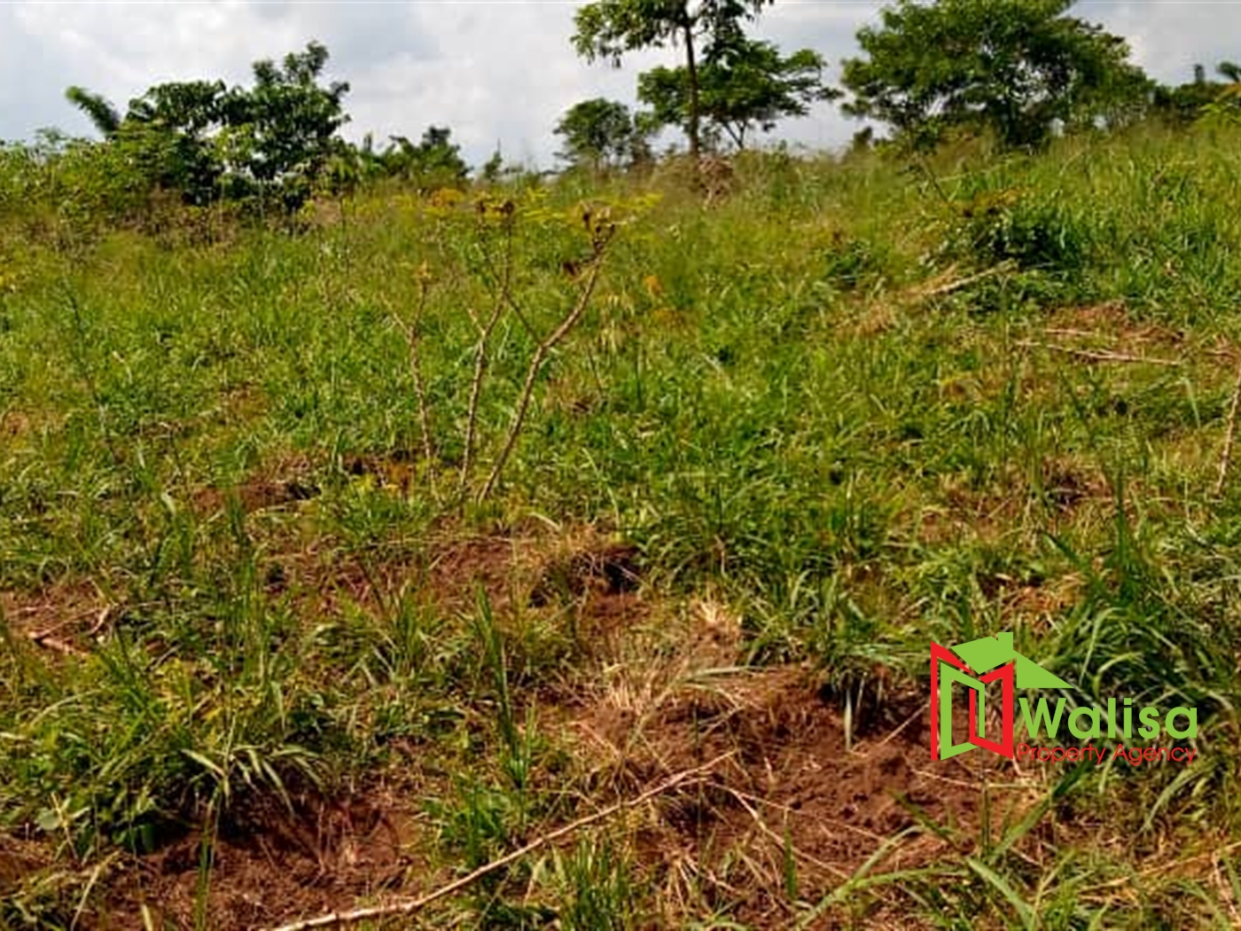 Agricultural Land for sale in Luwube Luweero