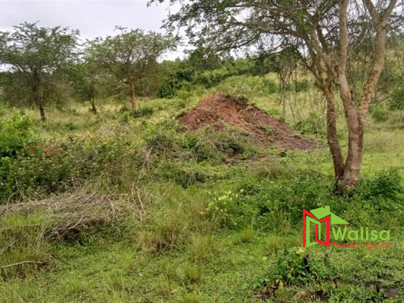 Farm for sale in Kalungu Kalungu