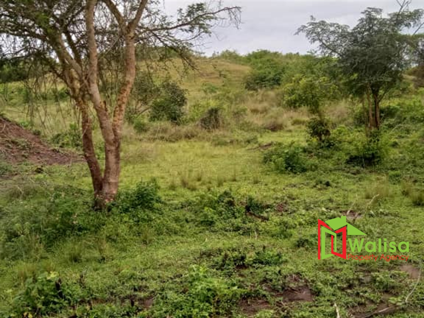 Farm for sale in Kalungu Kalungu