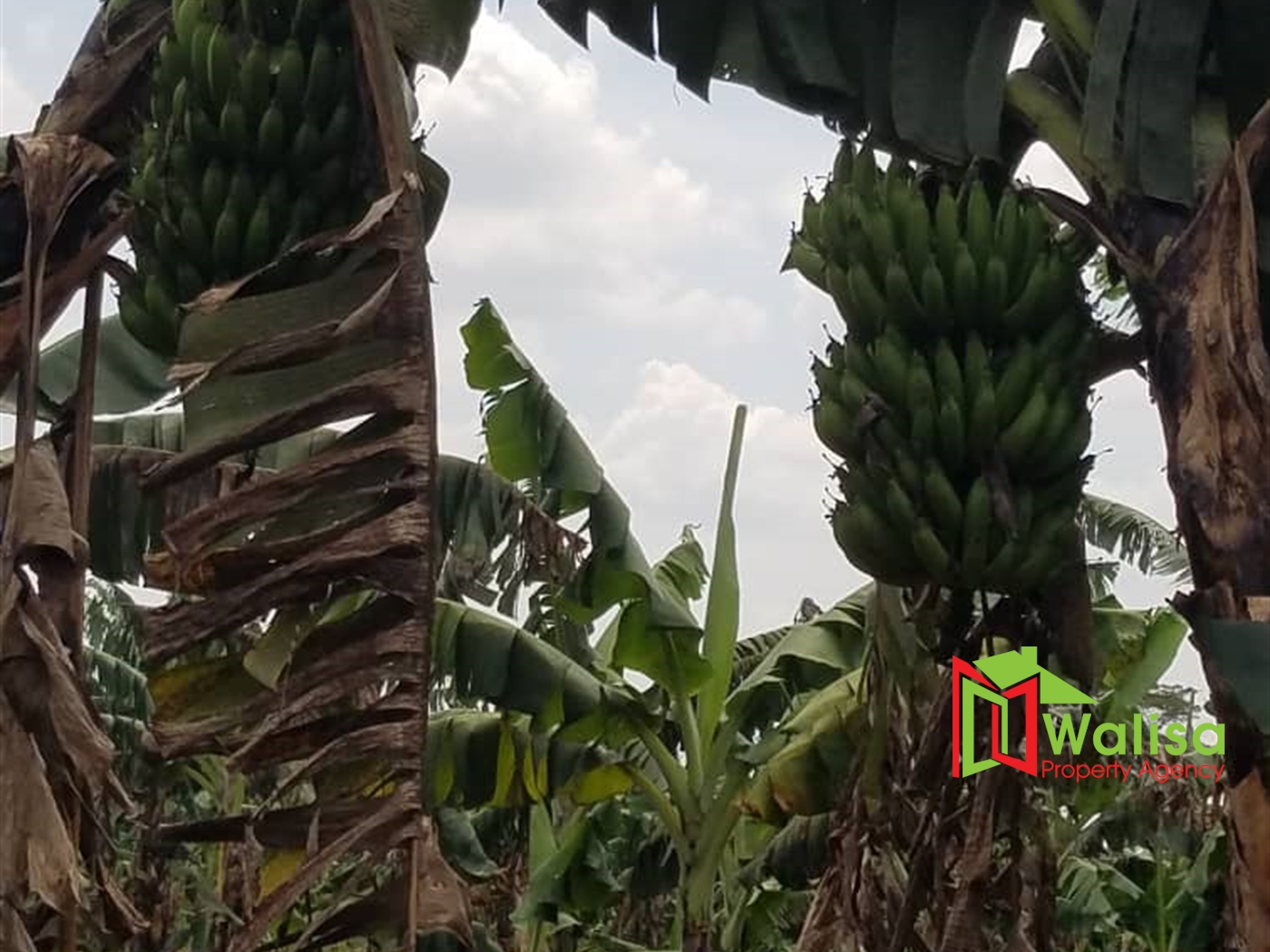 Farm for sale in Ssemuto Nakaseke