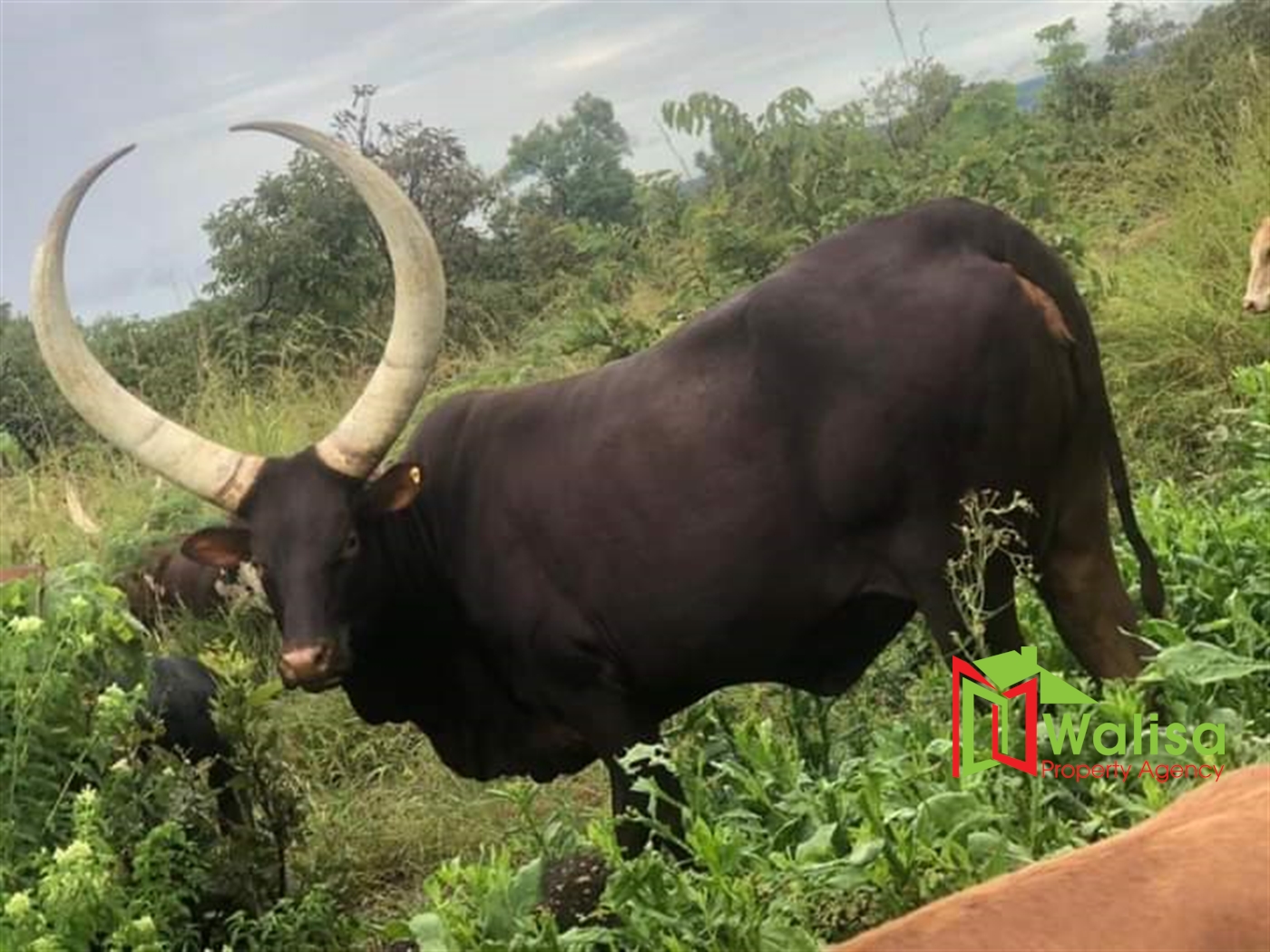 Agricultural Land for sale in Migela Nakasongola