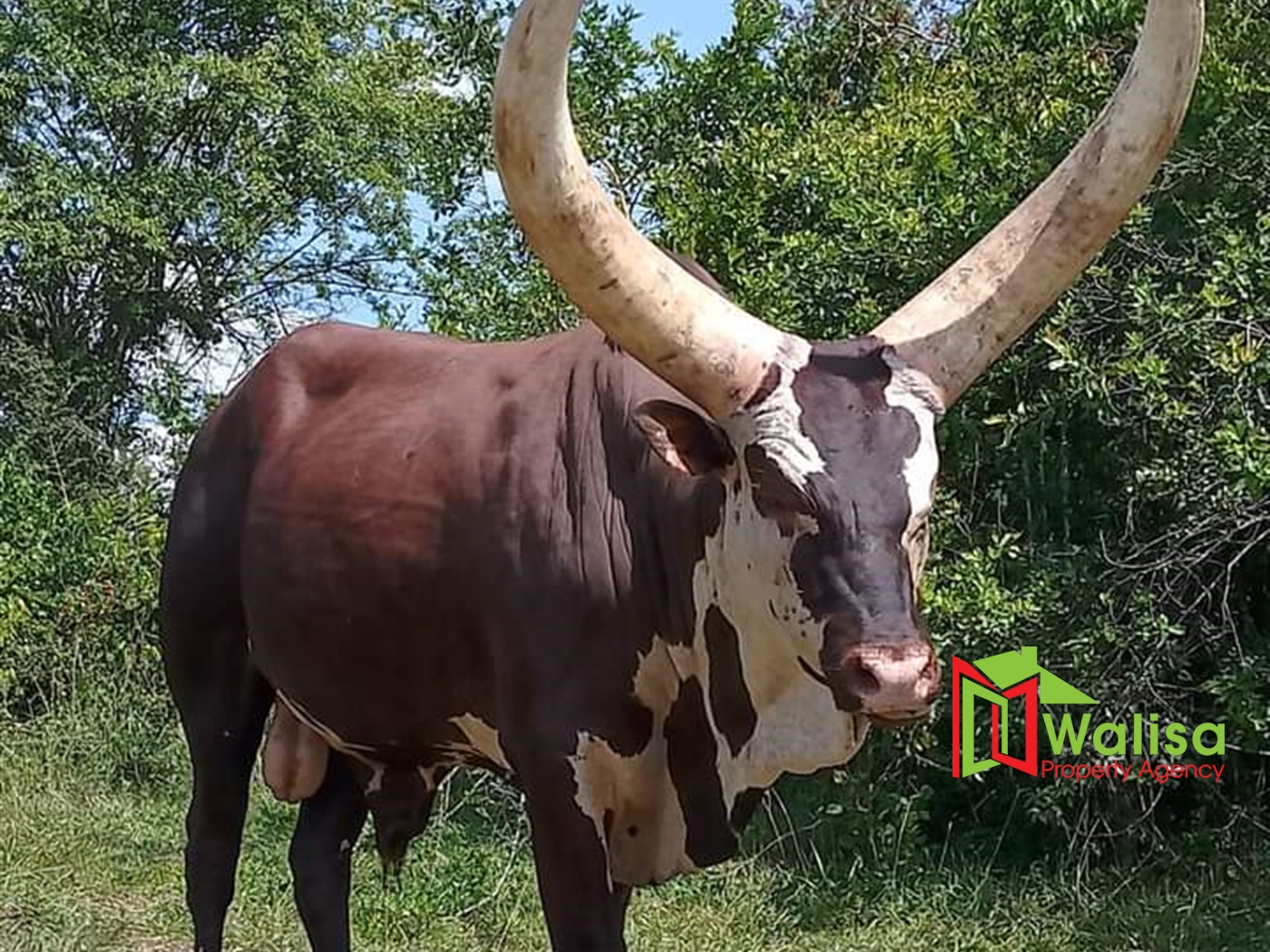 Agricultural Land for sale in Migela Nakasongola