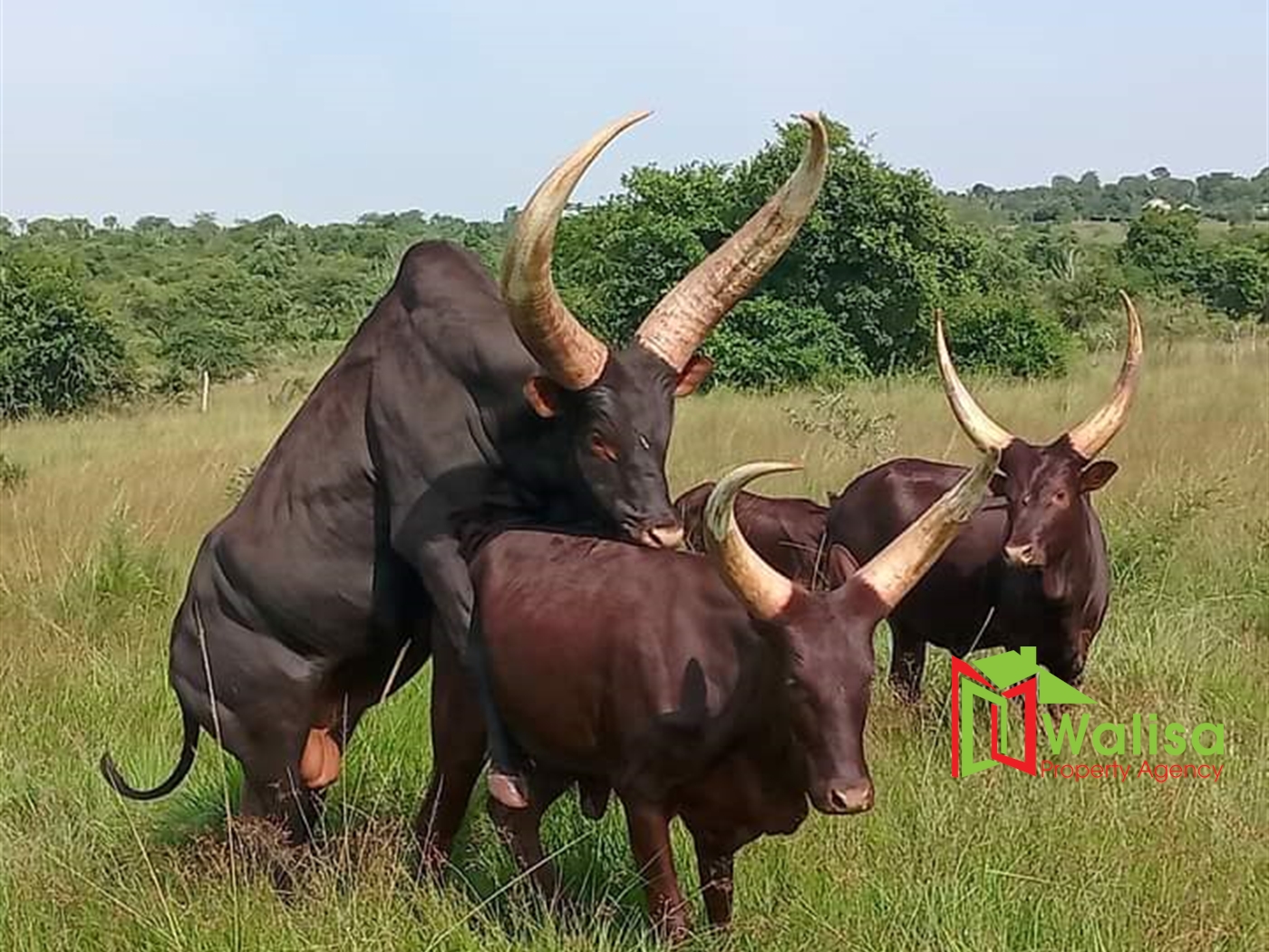 Agricultural Land for sale in Migela Nakasongola