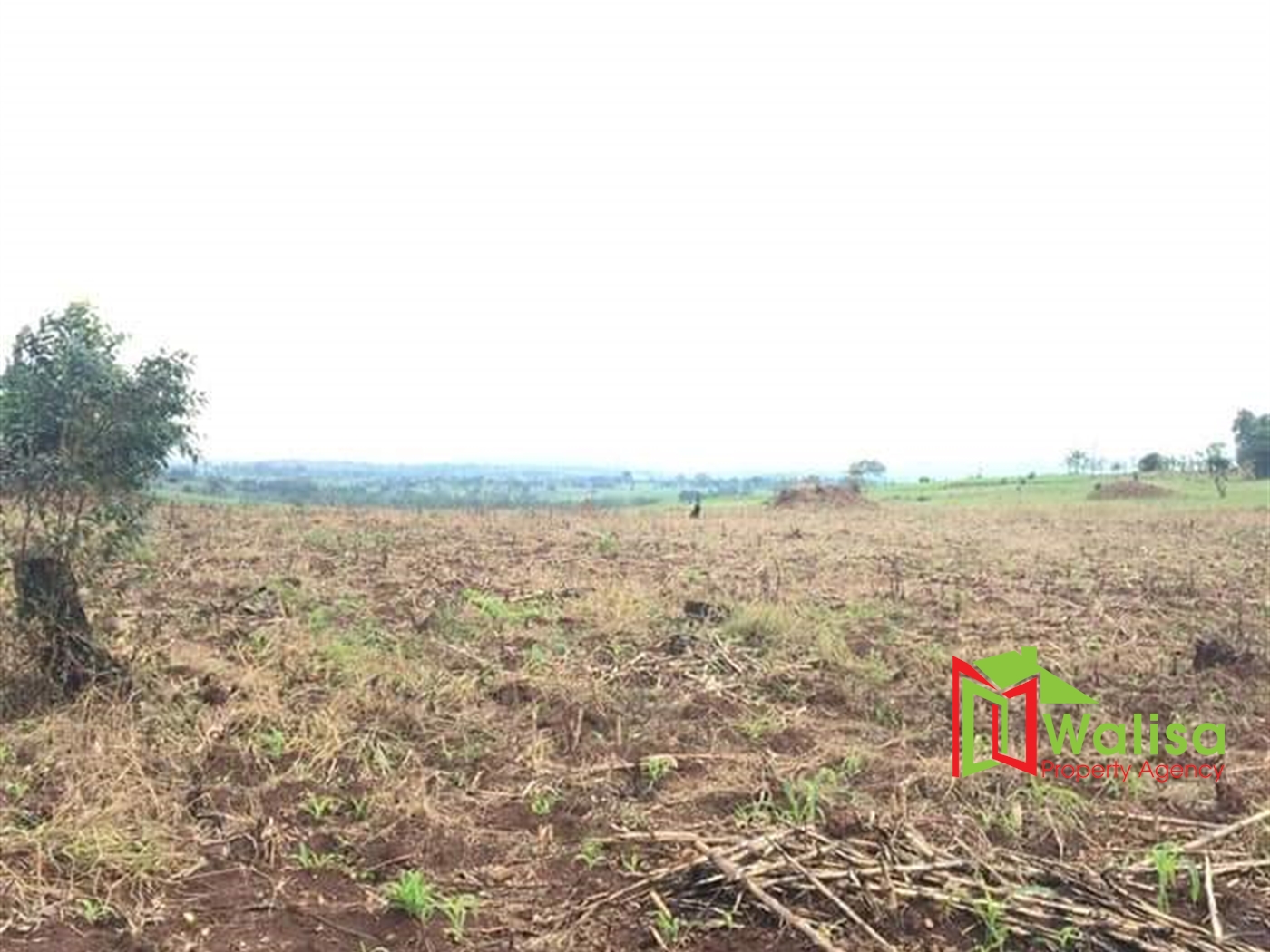 Agricultural Land for sale in Kakumilo Mubende