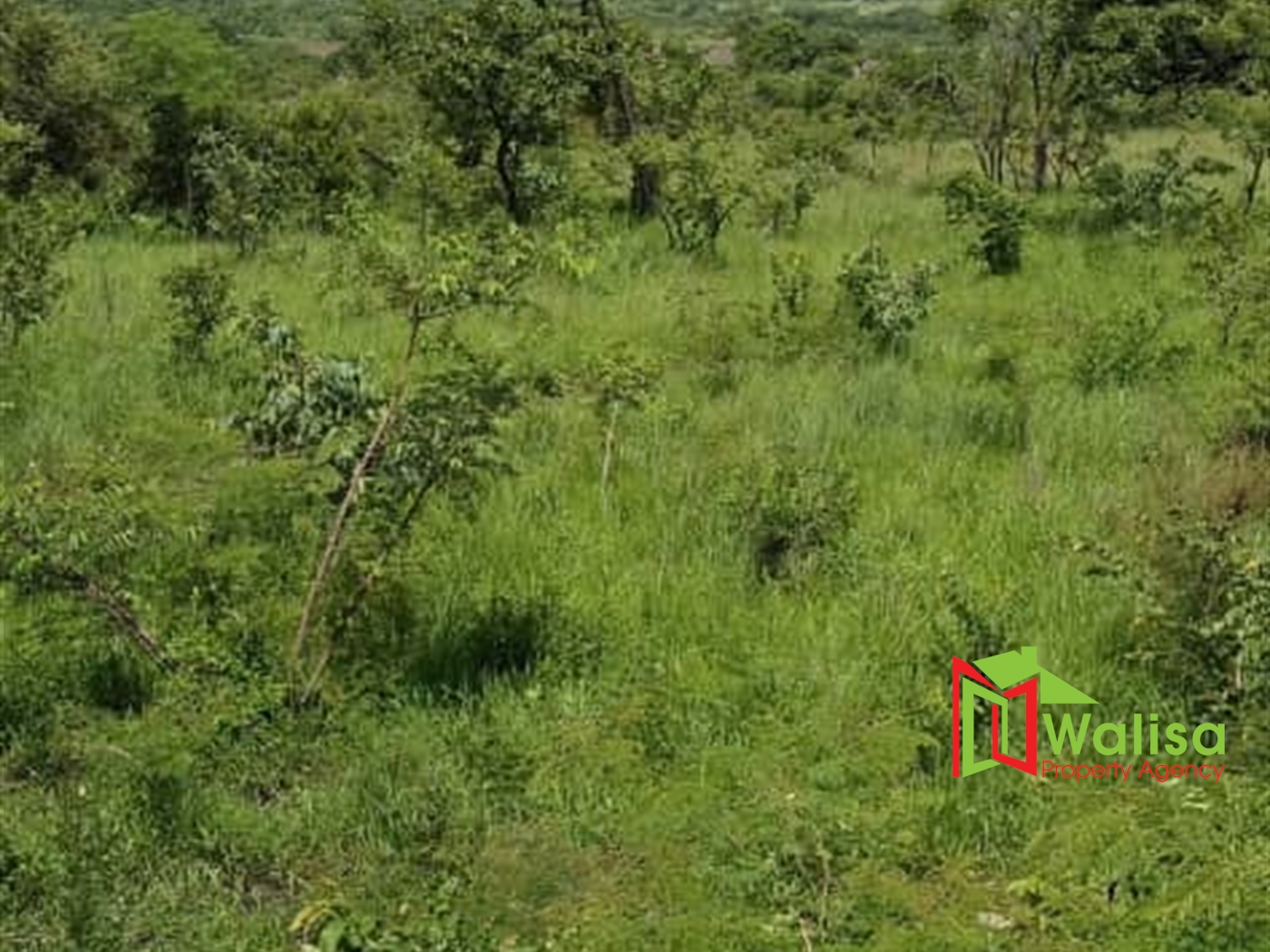 Agricultural Land for sale in Pabo Amuru