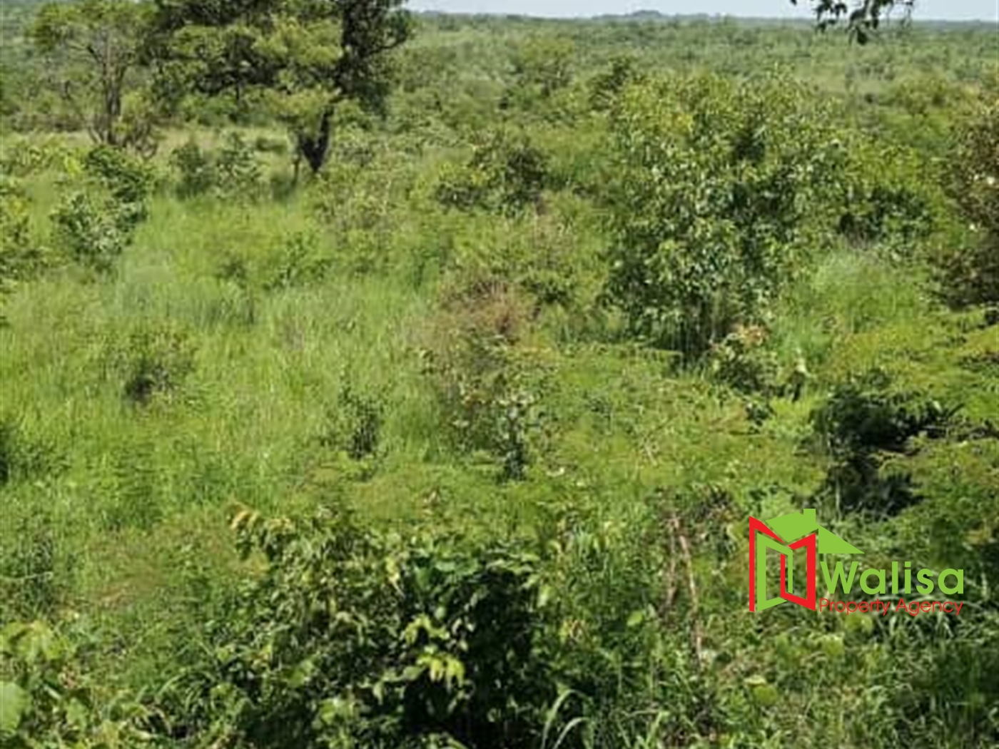 Agricultural Land for sale in Pabo Amuru