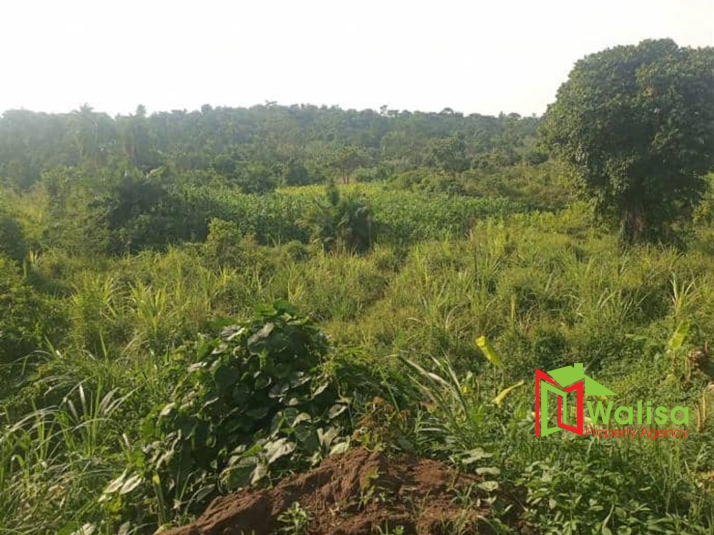 Agricultural Land for sale in Kasambya Nakaseke
