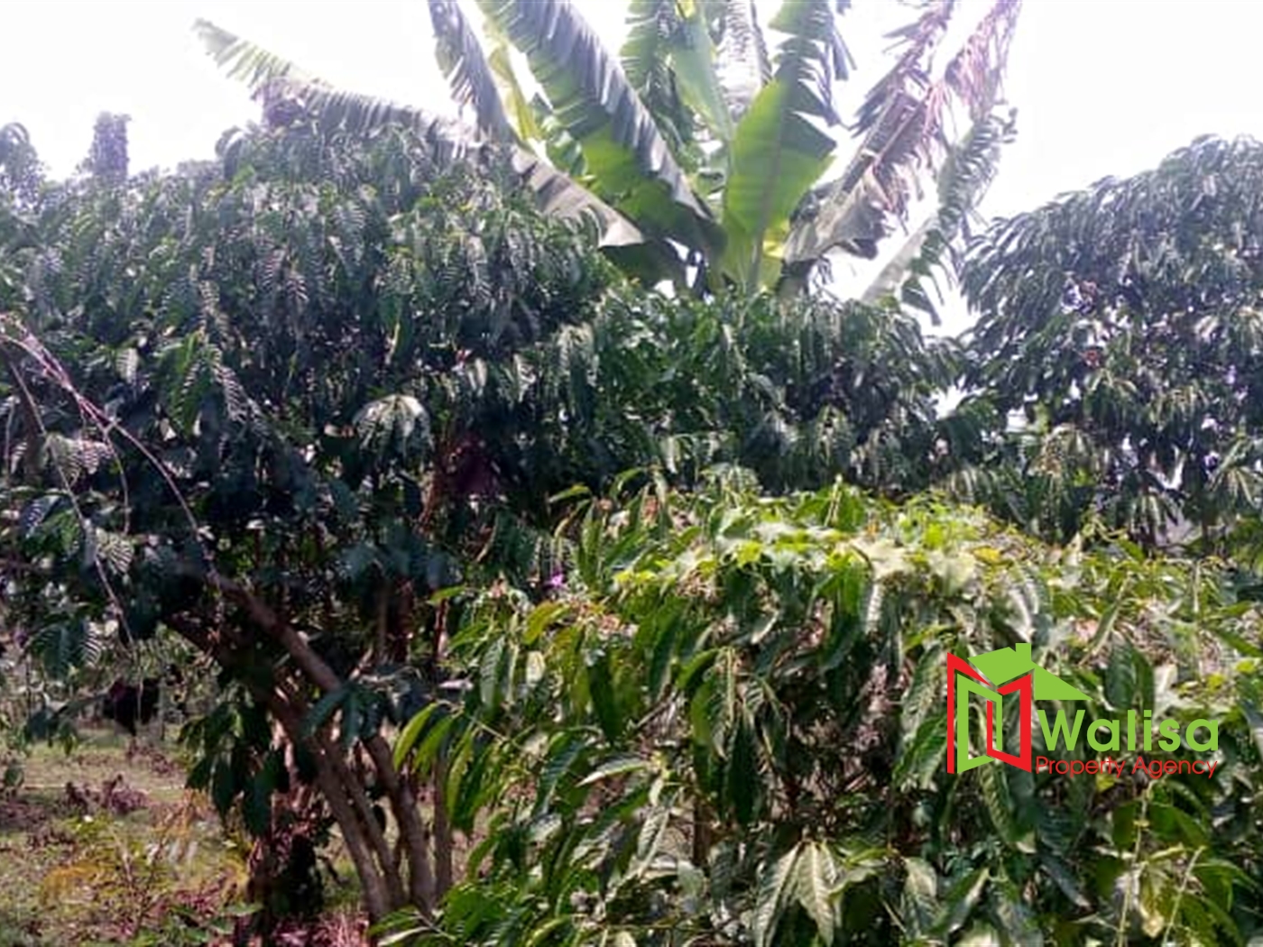 Agricultural Land for sale in Matugga Wakiso