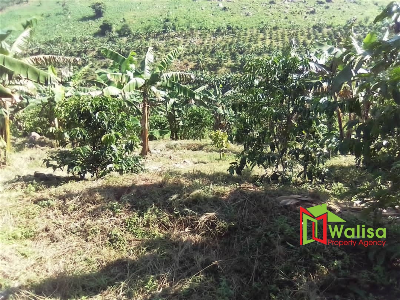 Agricultural Land for sale in Buleera Mityana