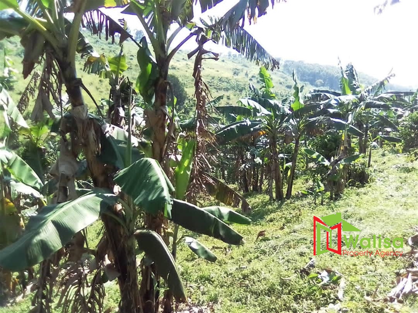 Agricultural Land for sale in Buleera Mityana