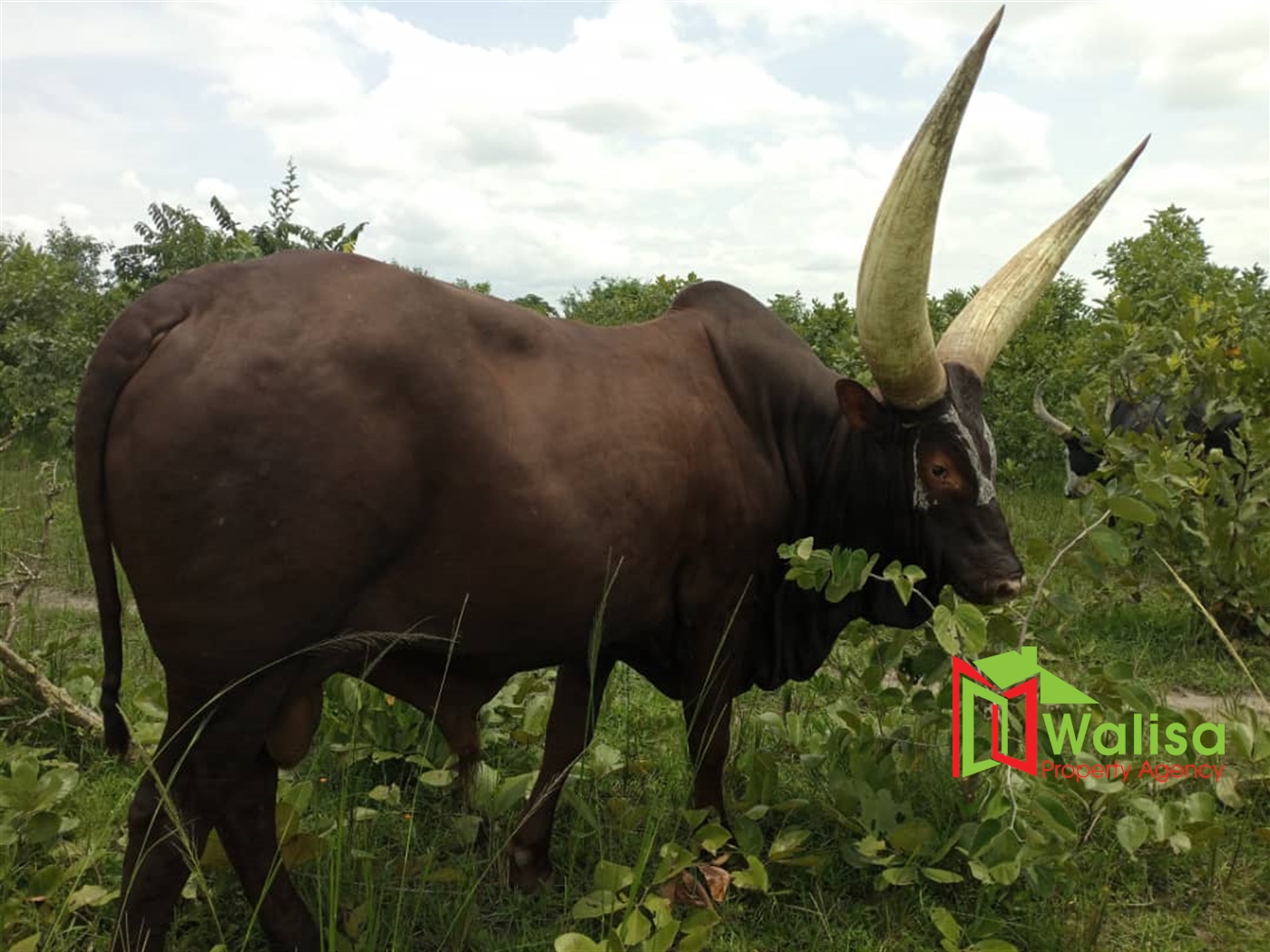 Farm for sale in Kalongo Nakasongola