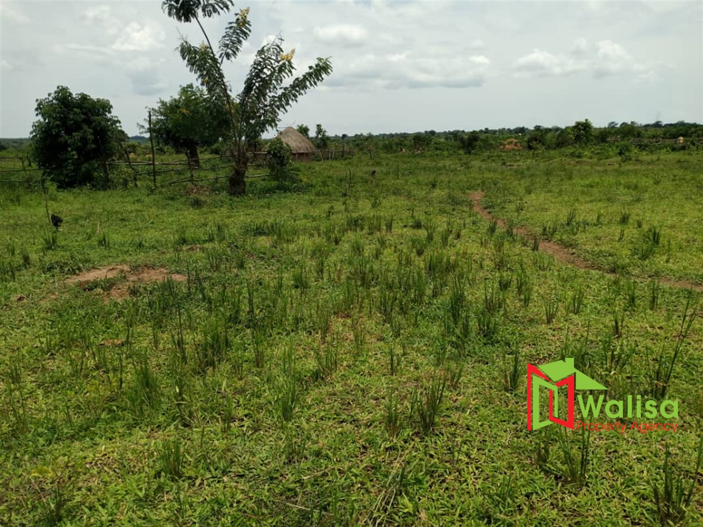 Farm for sale in Kalongo Nakasongola