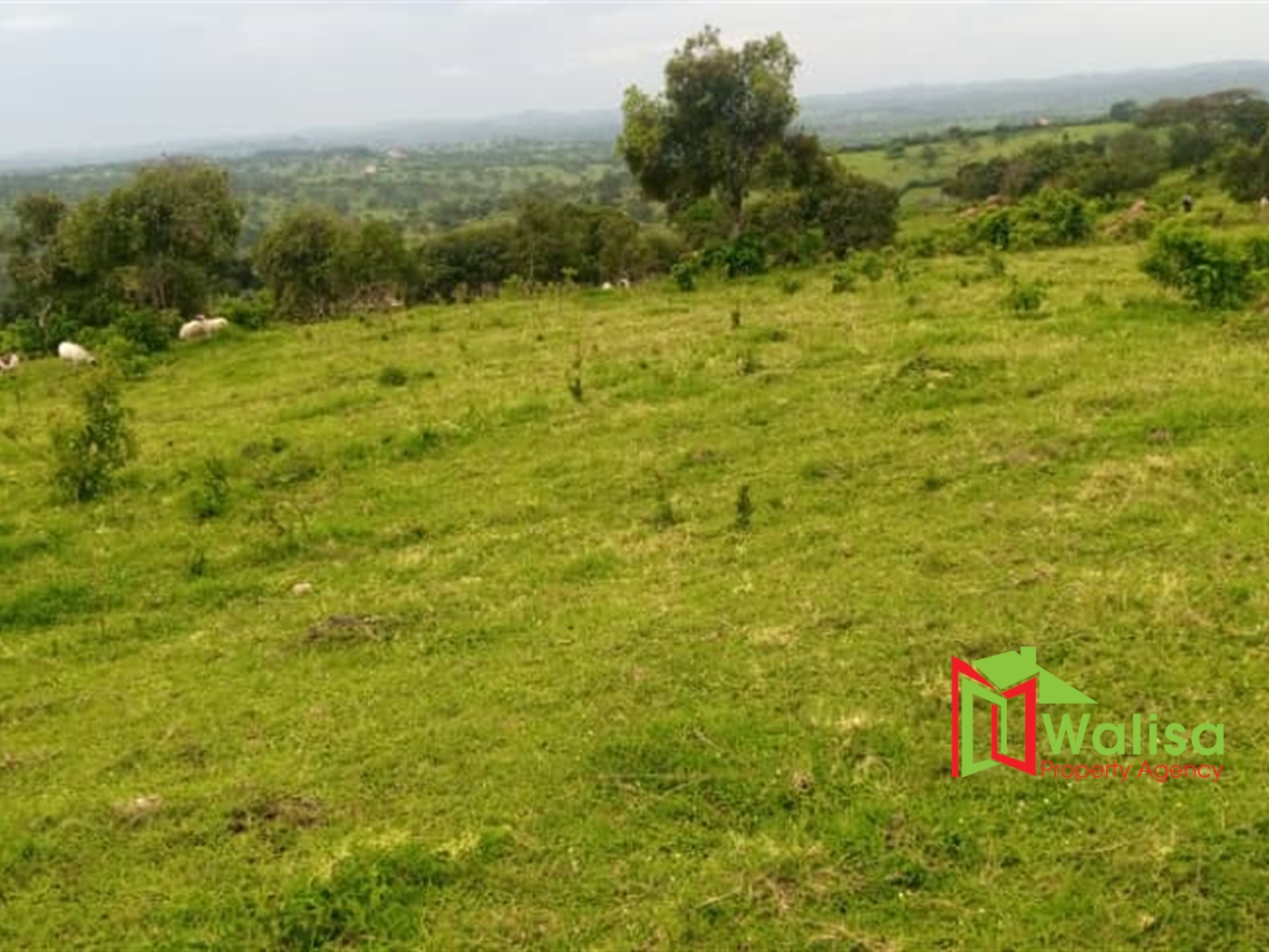 Multipurpose Land for sale in Kashonyji Mbarara