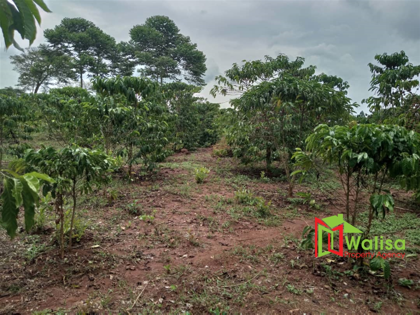 Multipurpose Land for sale in Ngogolo Luweero