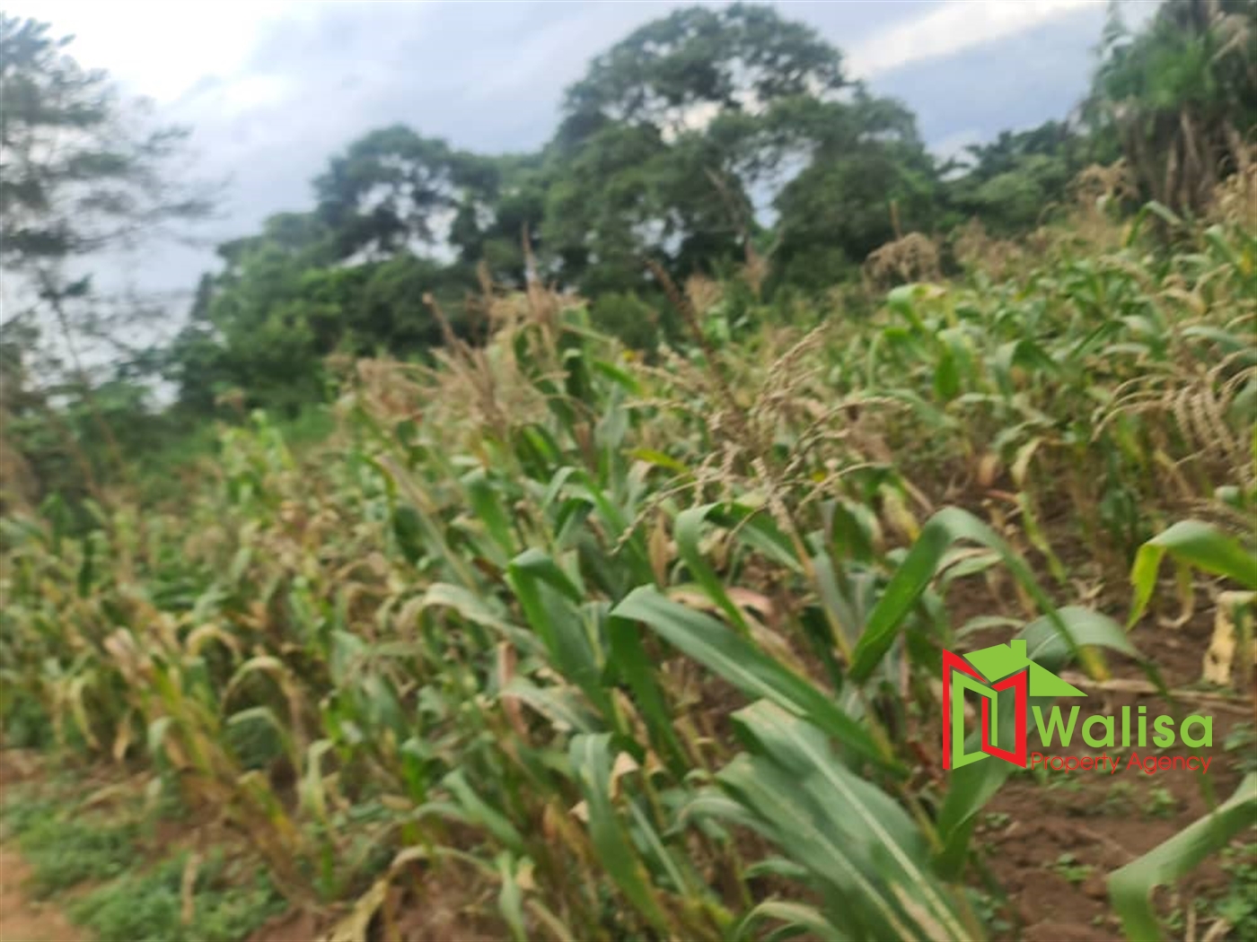 Agricultural Land for sale in Namayiba Mukono