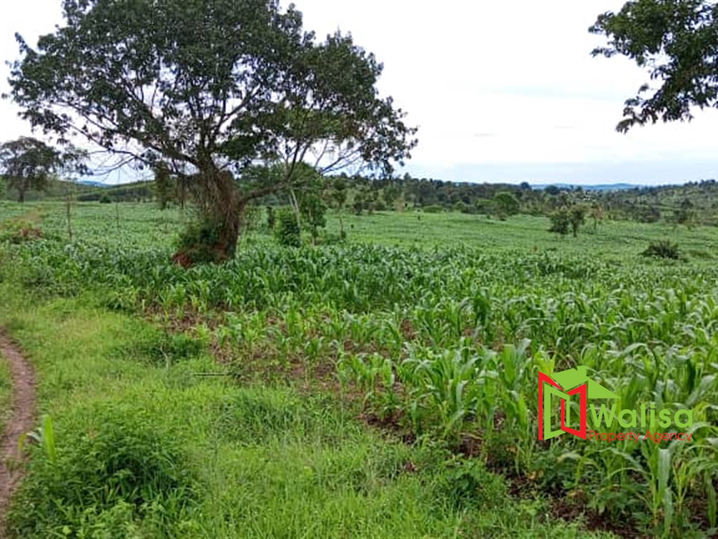 Agricultural Land for sale in Kyenda Mubende