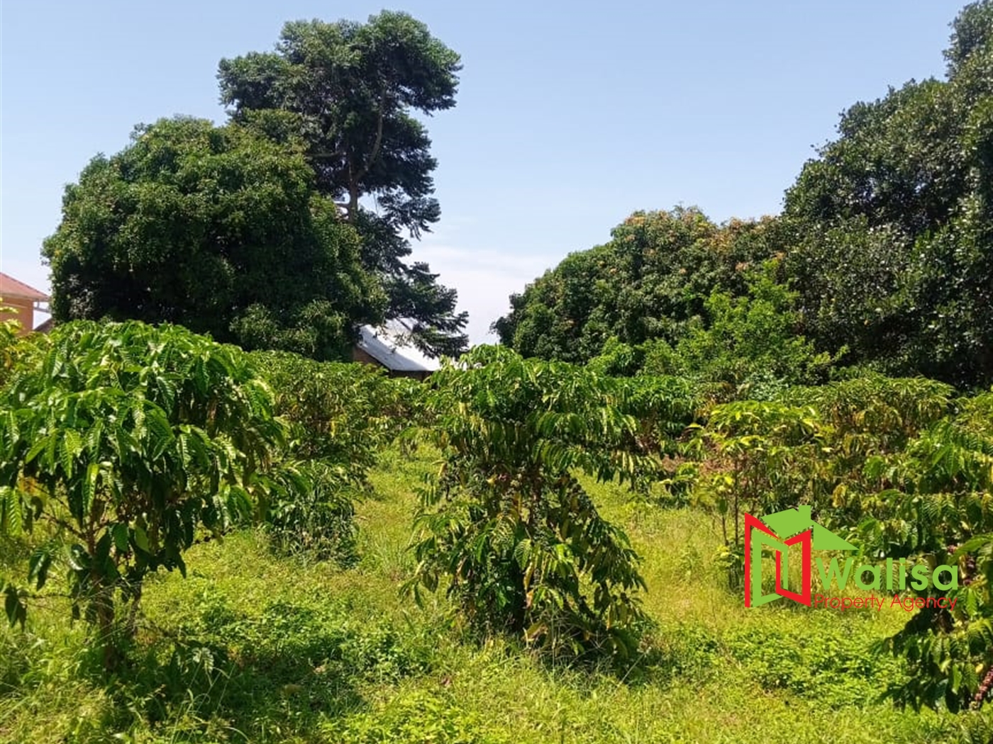 Agricultural Land for sale in Nkokonjeru Mukono