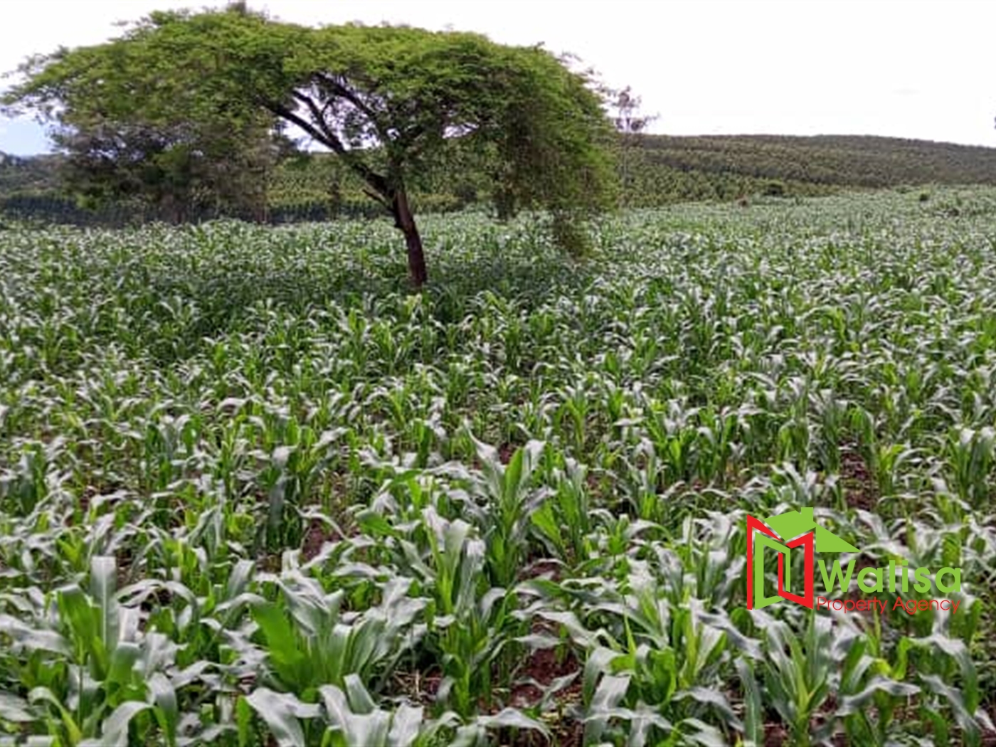 Agricultural Land for sale in Kyenda Mubende