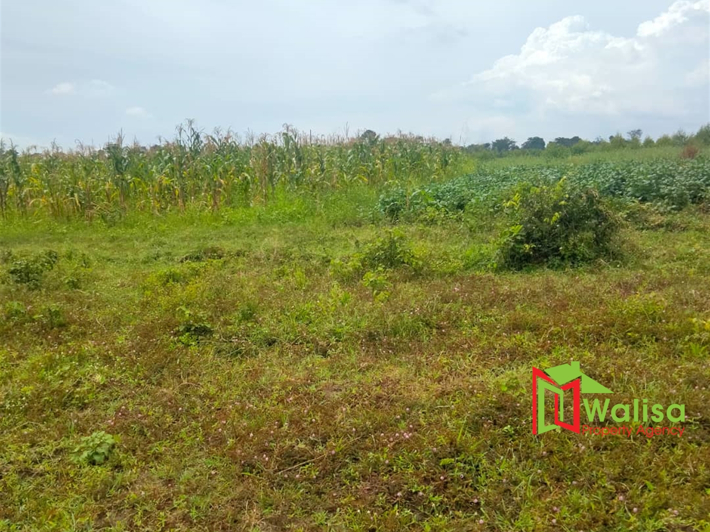 Multipurpose Land for sale in Kisawo Kayunga