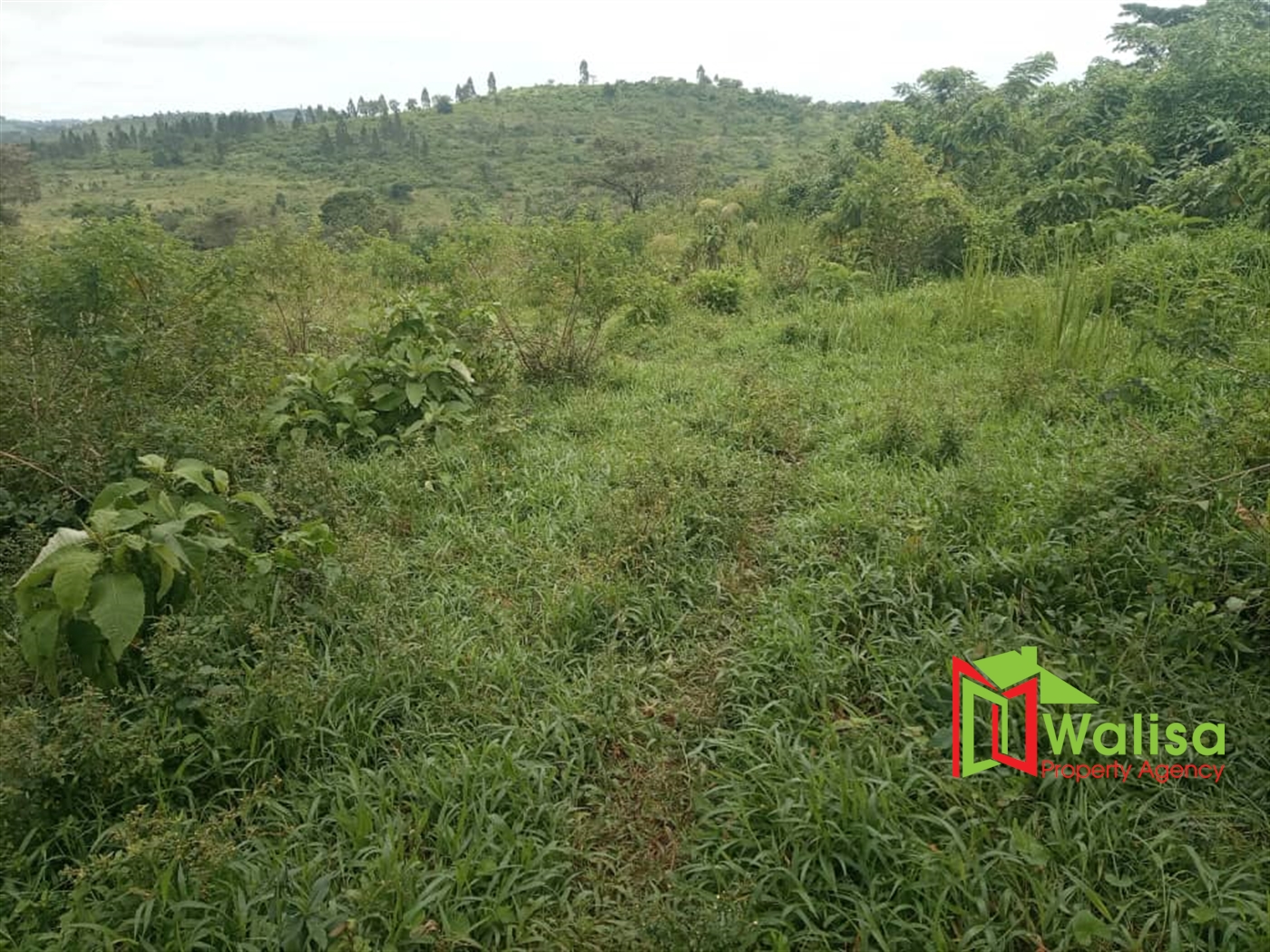 Agricultural Land for sale in Kikandwa Kasanda