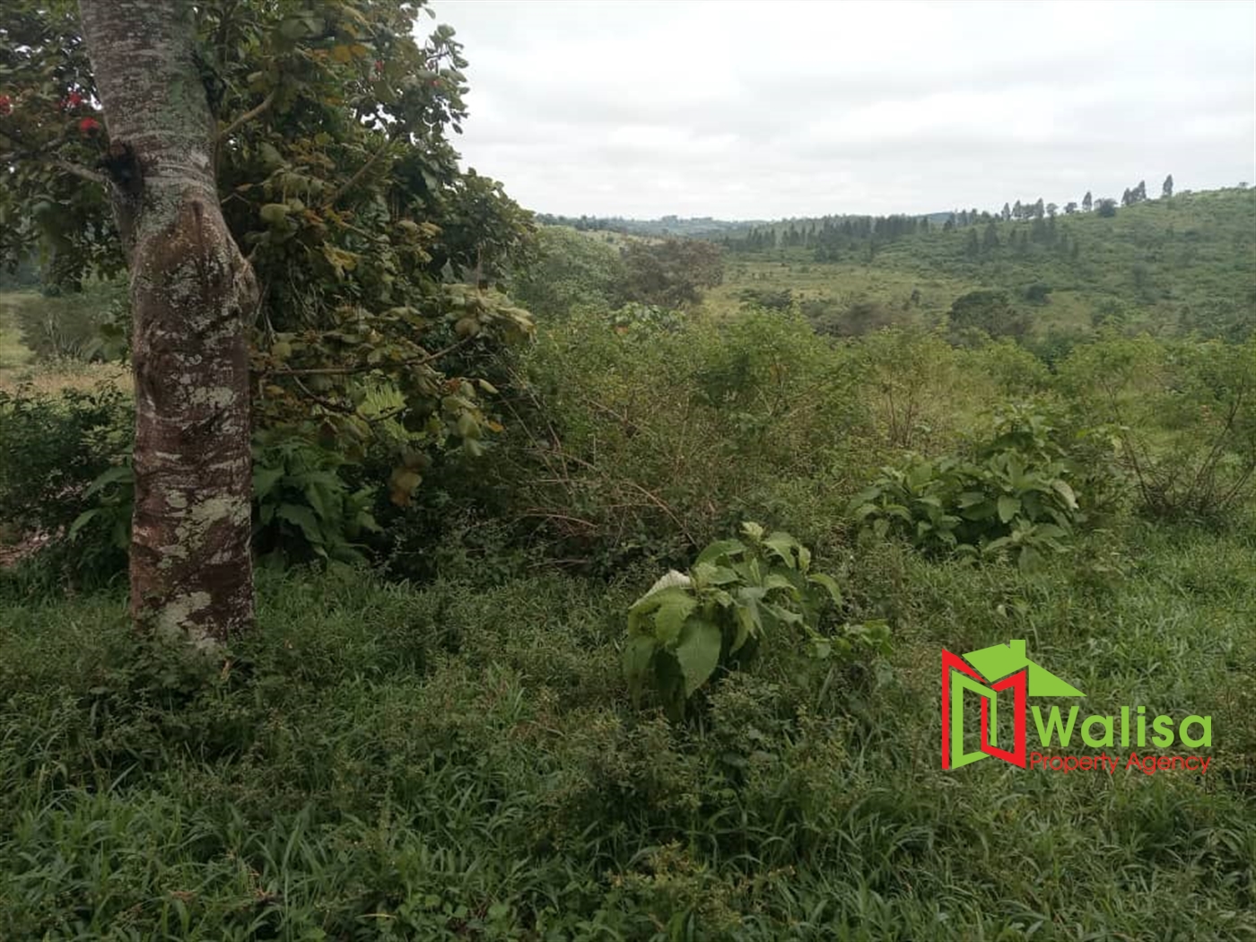 Agricultural Land for sale in Kikandwa Kasanda