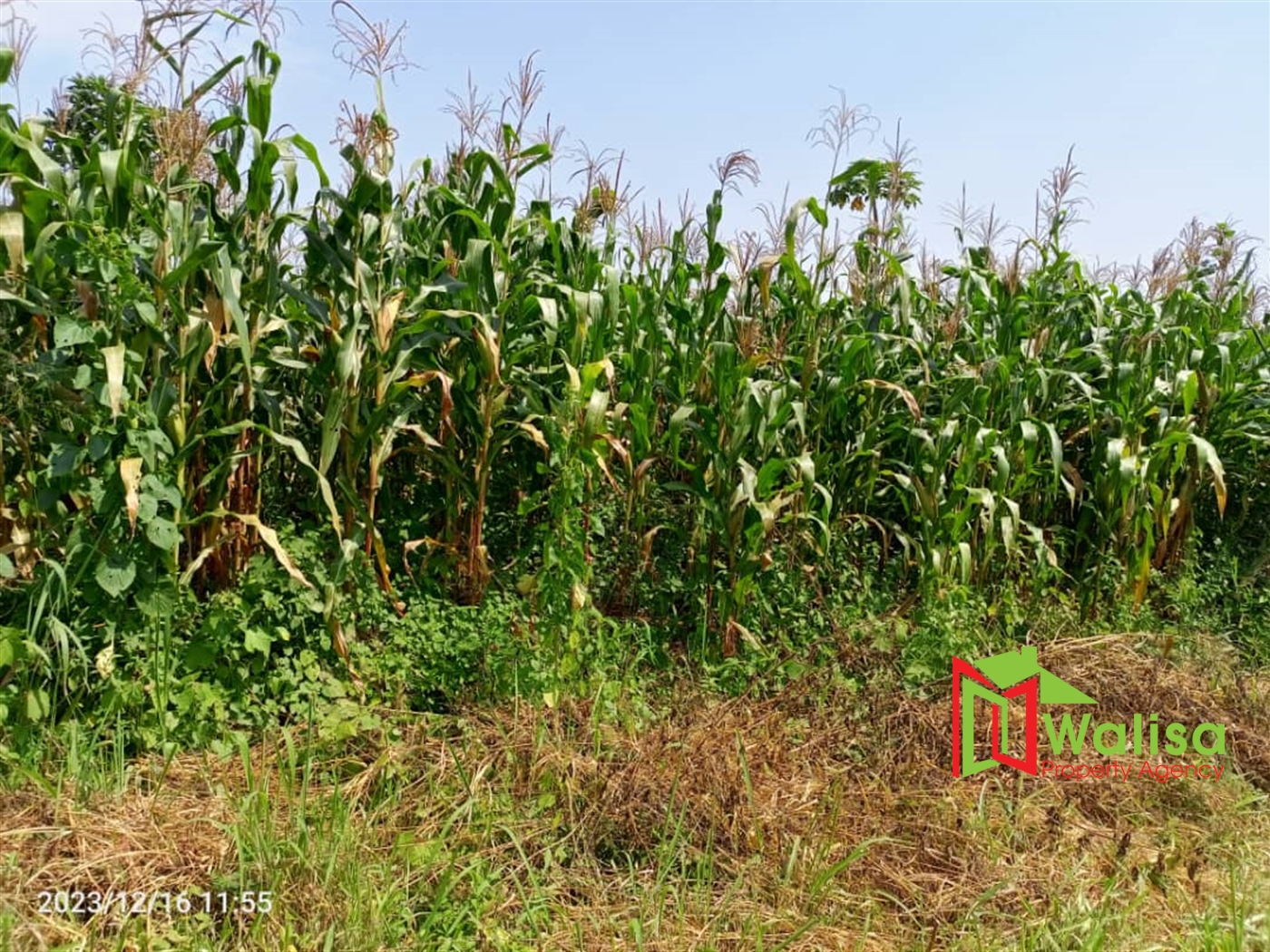 Agricultural Land for sale in Wabusaana Nakaseke