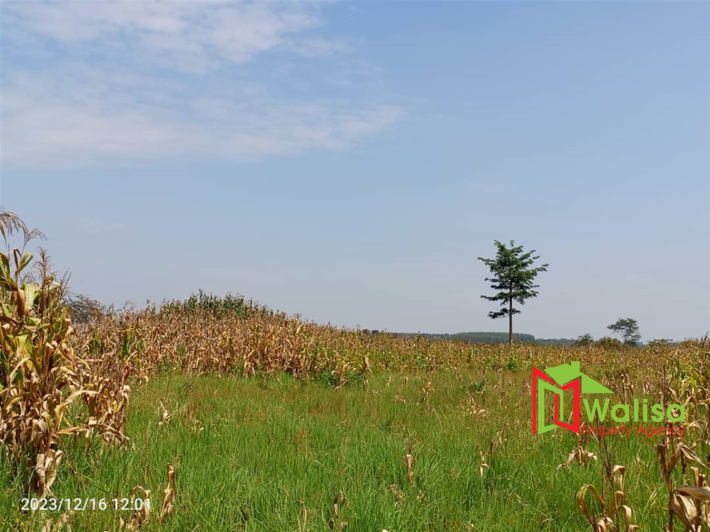 Agricultural Land for sale in Wabusaana Nakaseke