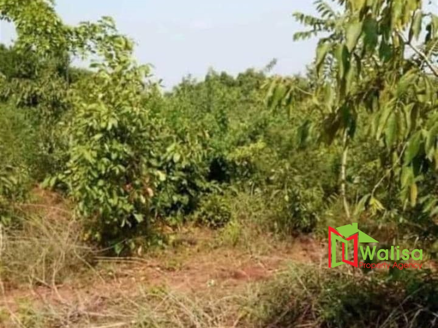 Agricultural Land for sale in Bbala Kayunga