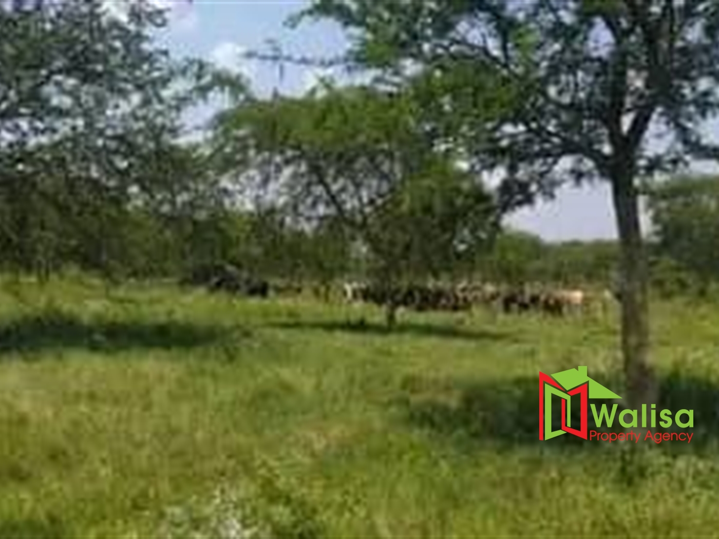 Agricultural Land for sale in Butoolo Nakasongola