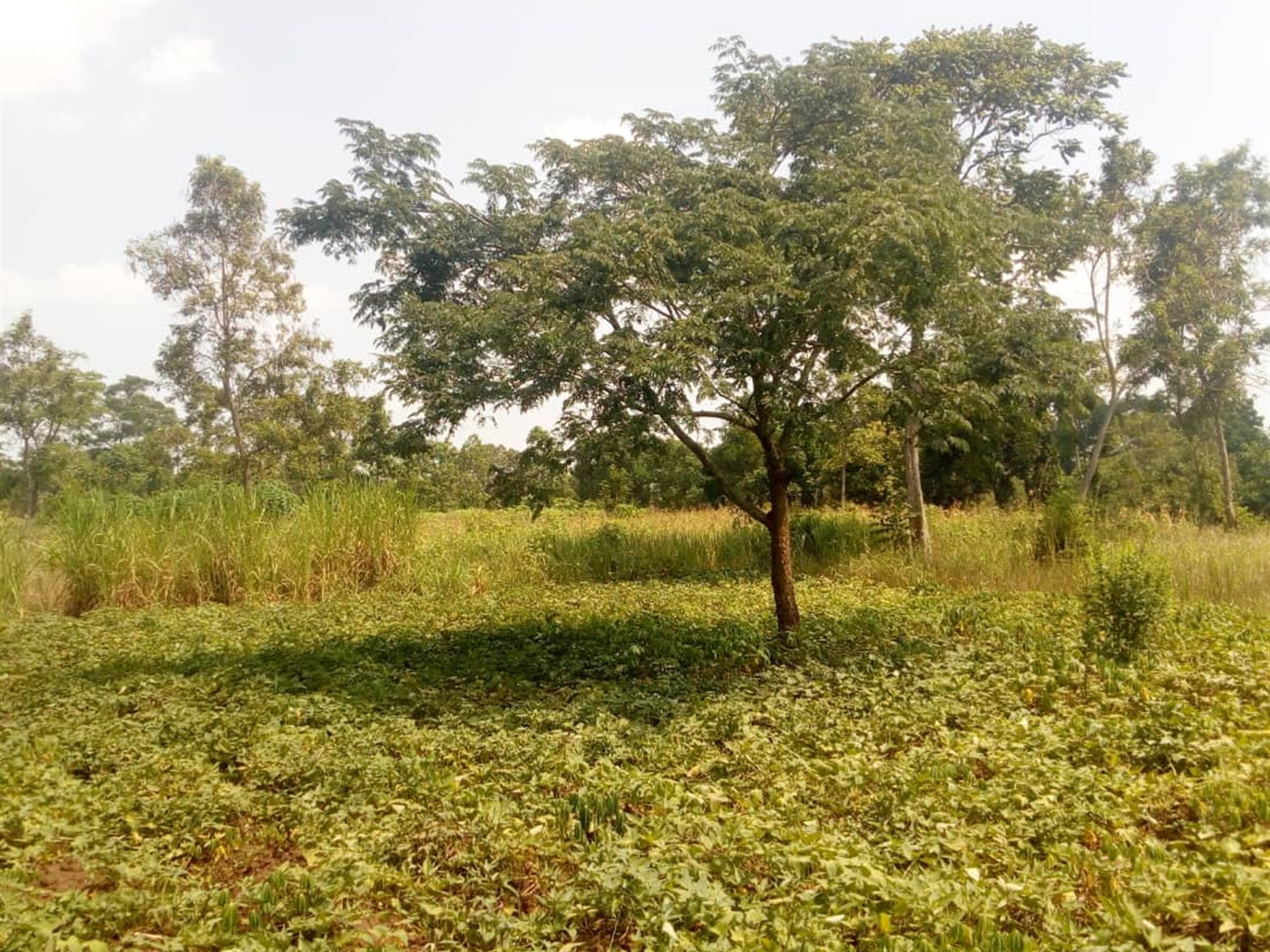 Agricultural Land for sale in Kiwenda Wakiso