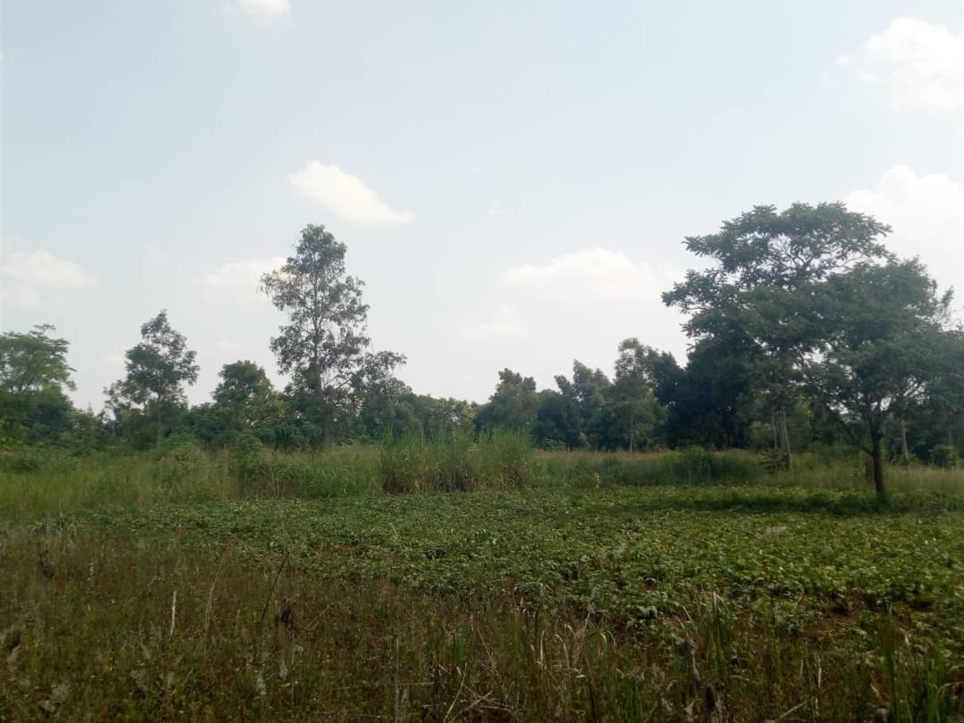 Agricultural Land for sale in Kiwenda Wakiso