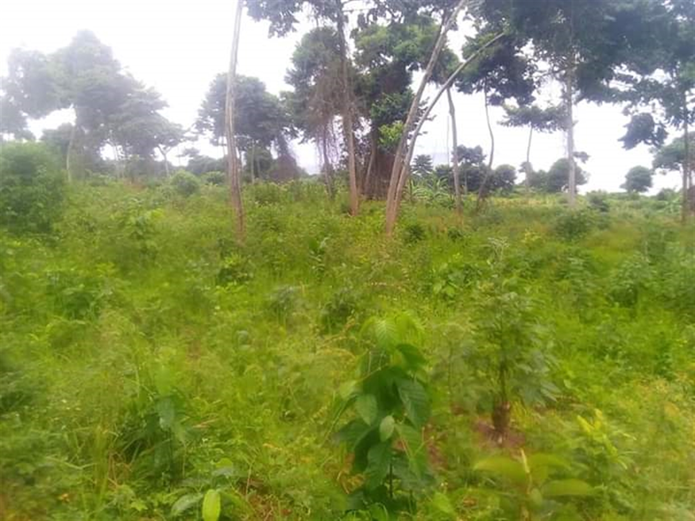 Multipurpose Land for sale in Nkokonjeru Mukono