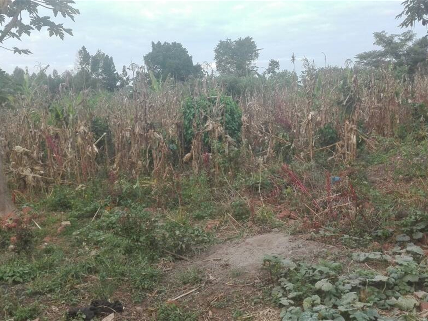 Agricultural Land for sale in Namayumba Wakiso