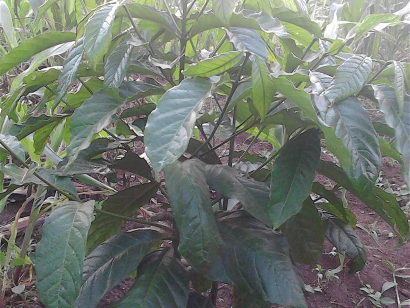 Agricultural Land for sale in Namayumba Wakiso